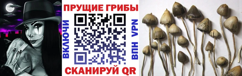 закладки  Скопин  Псилоцибиновые грибы Psilocybe 